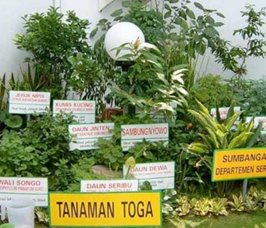 Tanaman Obat Keluarga (TOGA)